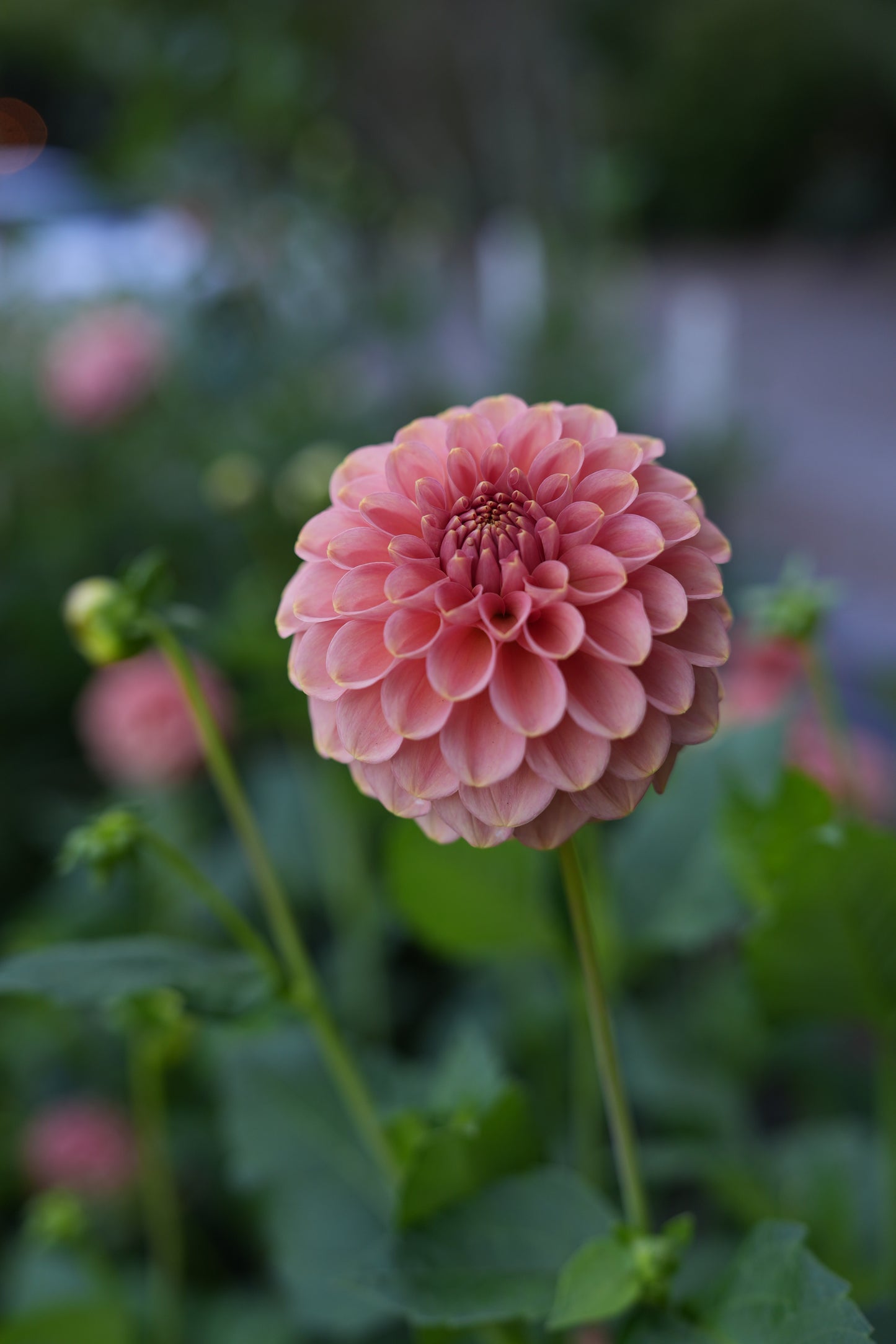 RM COPPER SHIMMER - NEW 2026!