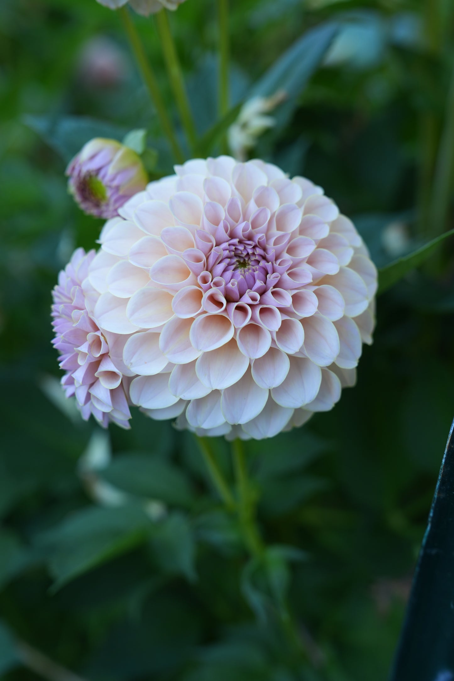 KA’S® CINDER ROSE