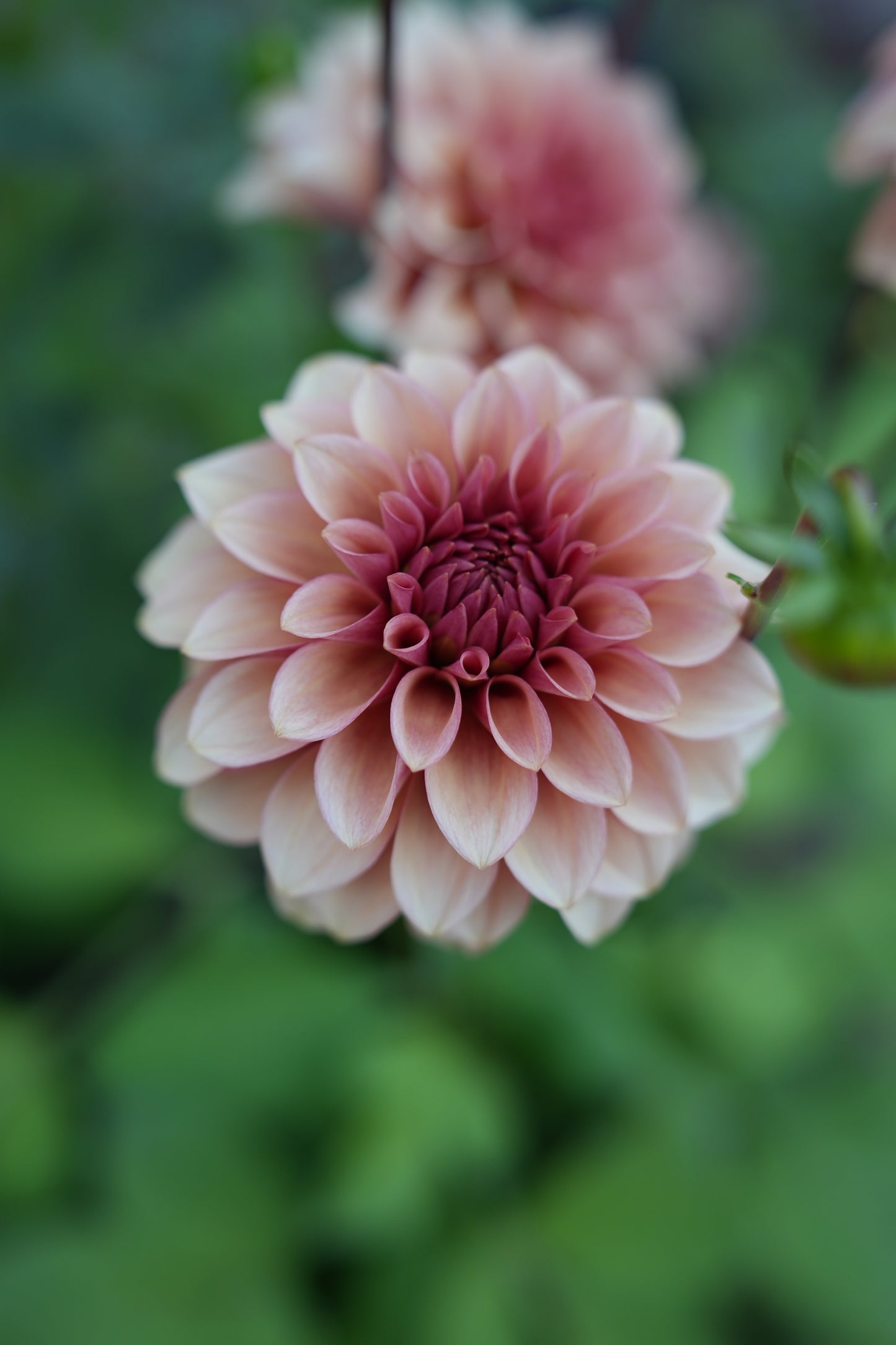 RM ROSE GOLD - NEW 2026!