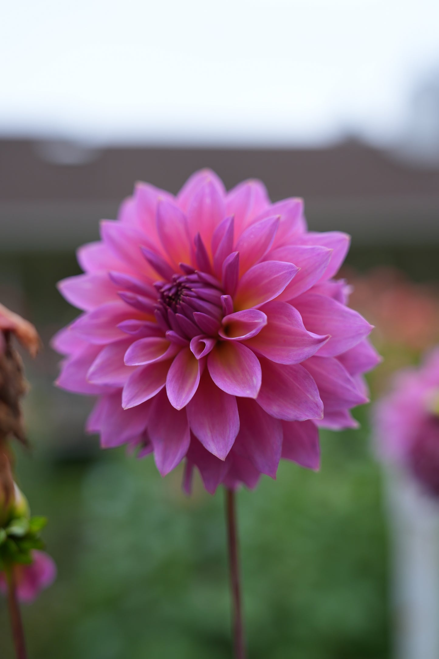 RM MERMAID - NEW 2026!