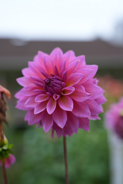 RM MERMAID - NEW 2026!