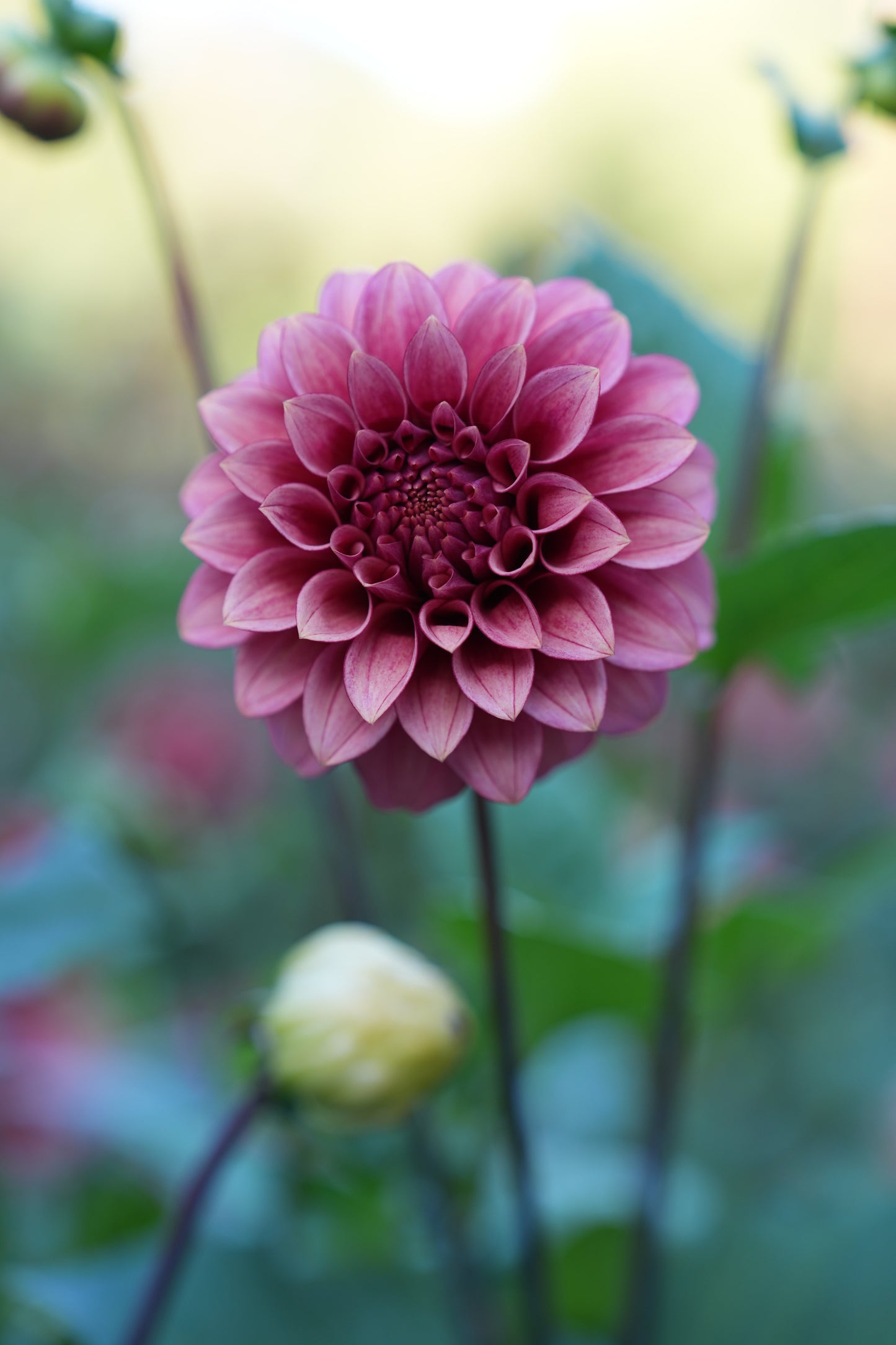 RM SMOKESHOW - NEW 2026!