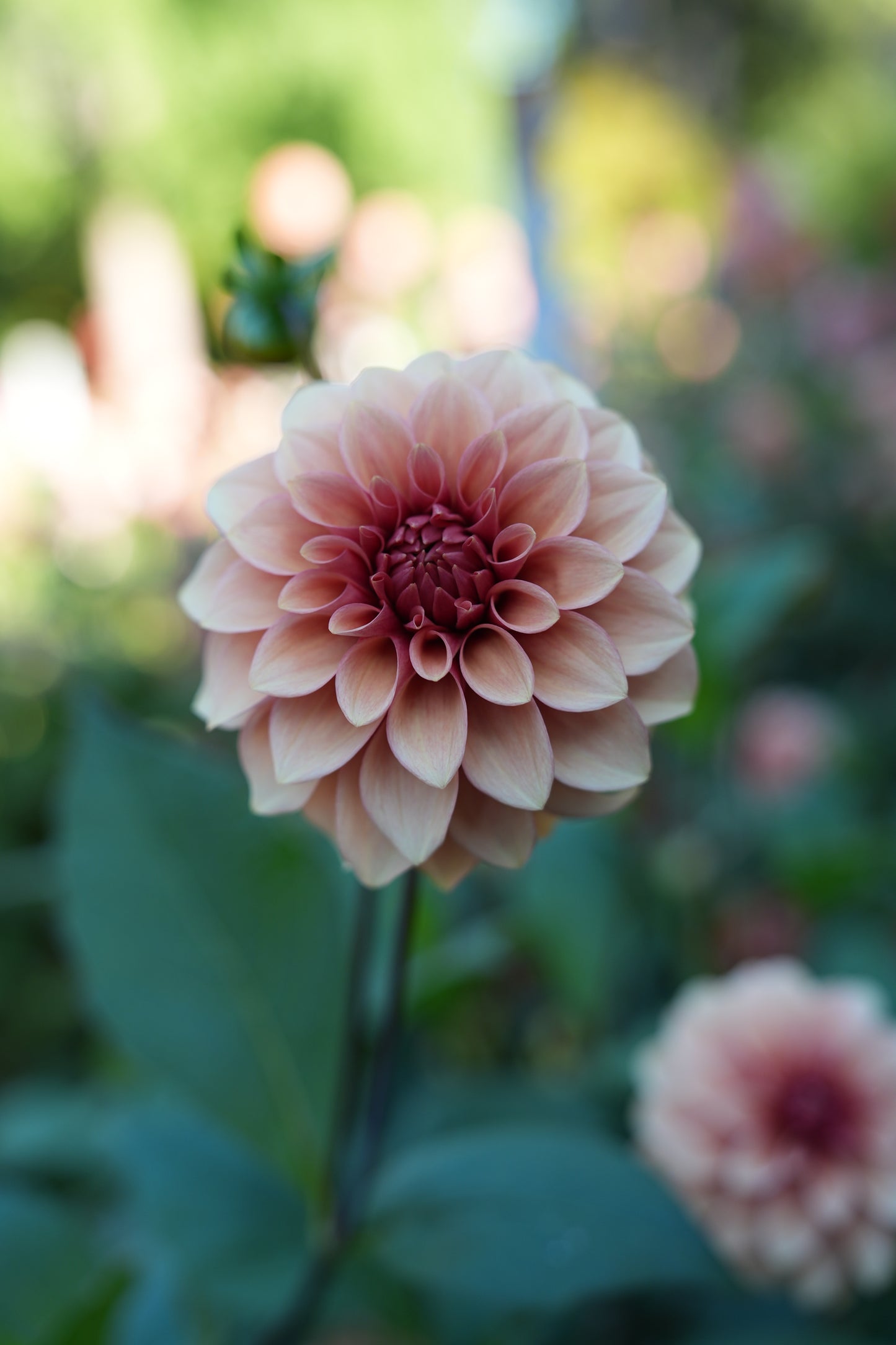 RM ROSE GOLD - NEW 2026!