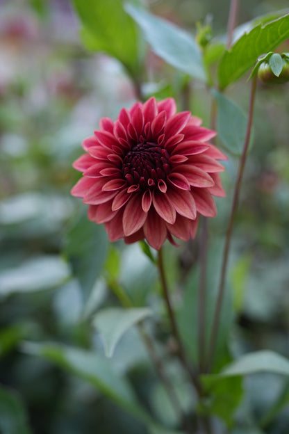 RM DRAGON'S BLOOD - NEW 2026!