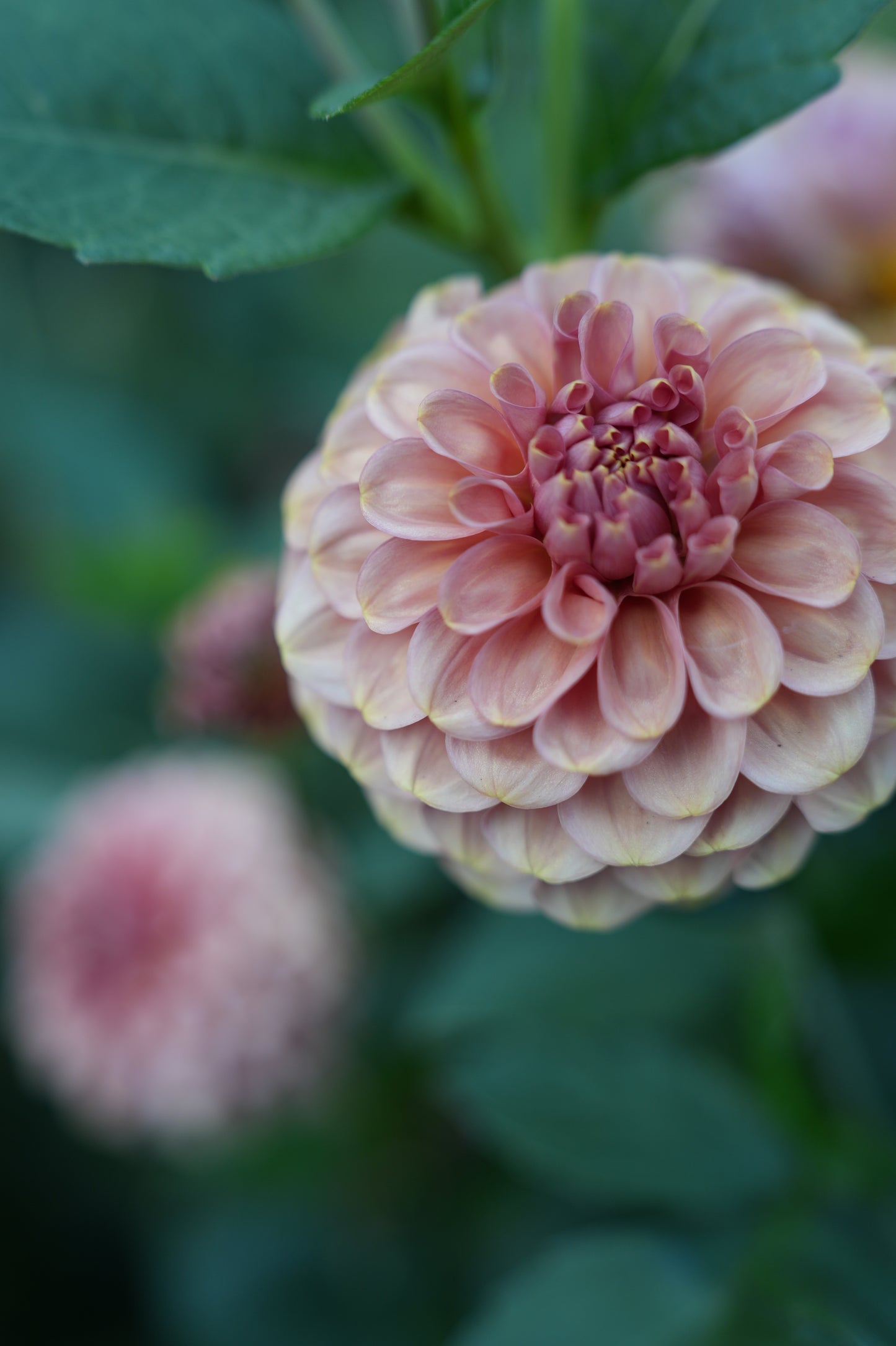 RM COPPER SHIMMER - NEW 2026!