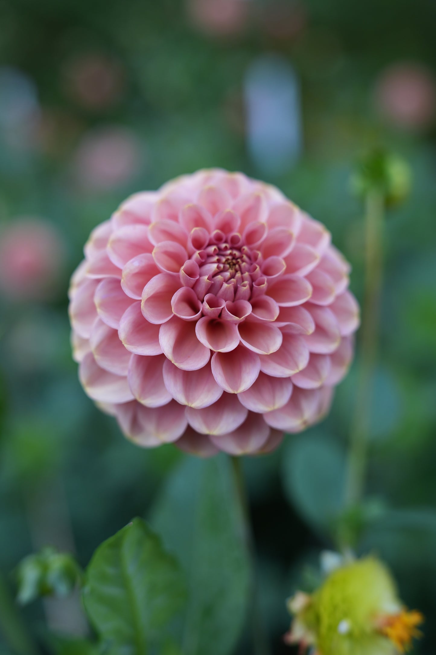 RM COPPER SHIMMER - NEW 2026!