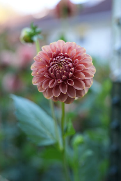 RM COPPER SHIMMER - NEW 2026!