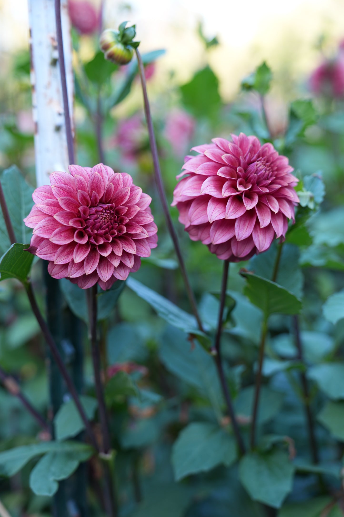 RM SMOKESHOW - NEW 2026!