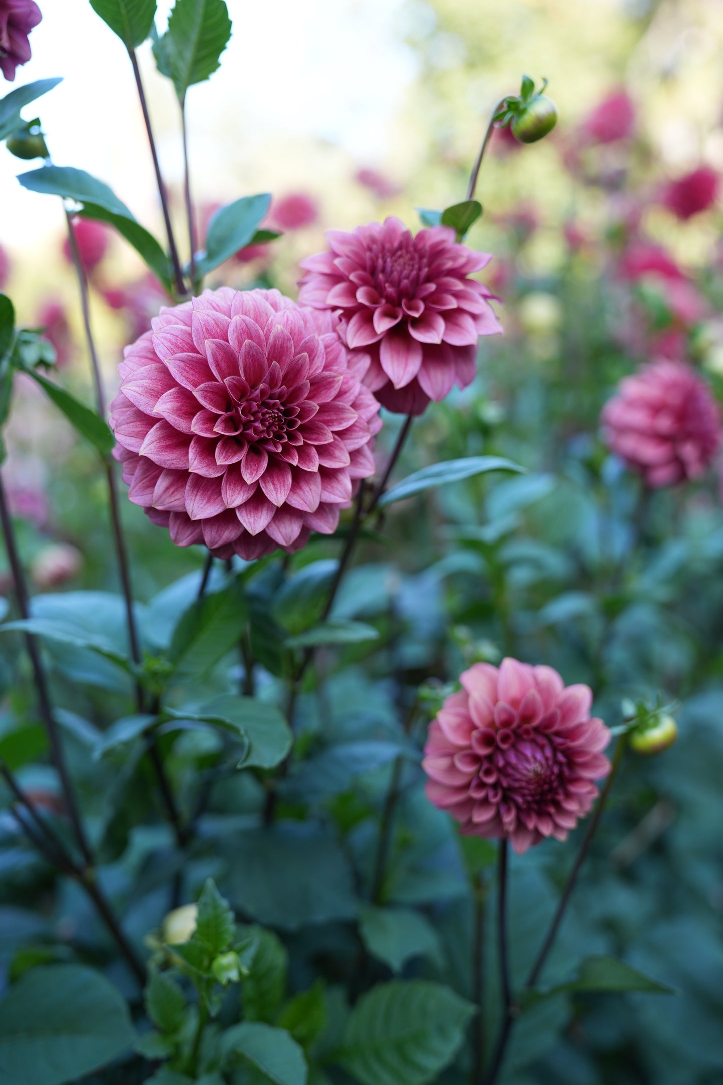 RM SMOKESHOW - NEW 2026!