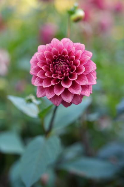 RM SMOKESHOW - NEW 2026!