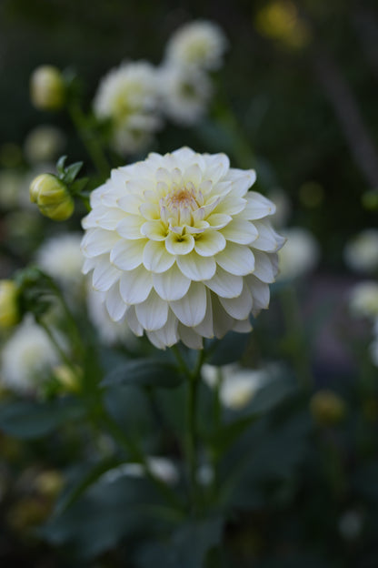 RM LEMON ICE - NEW 2026!