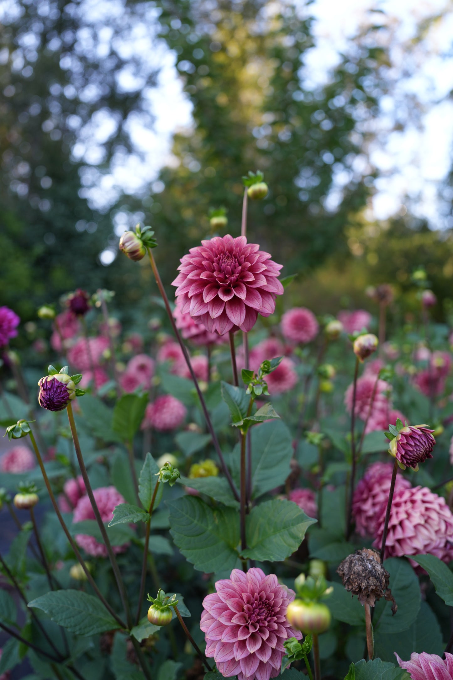 RM SMOKESHOW - NEW 2026!