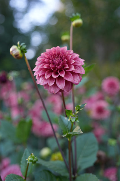 RM SMOKESHOW - NEW 2026!