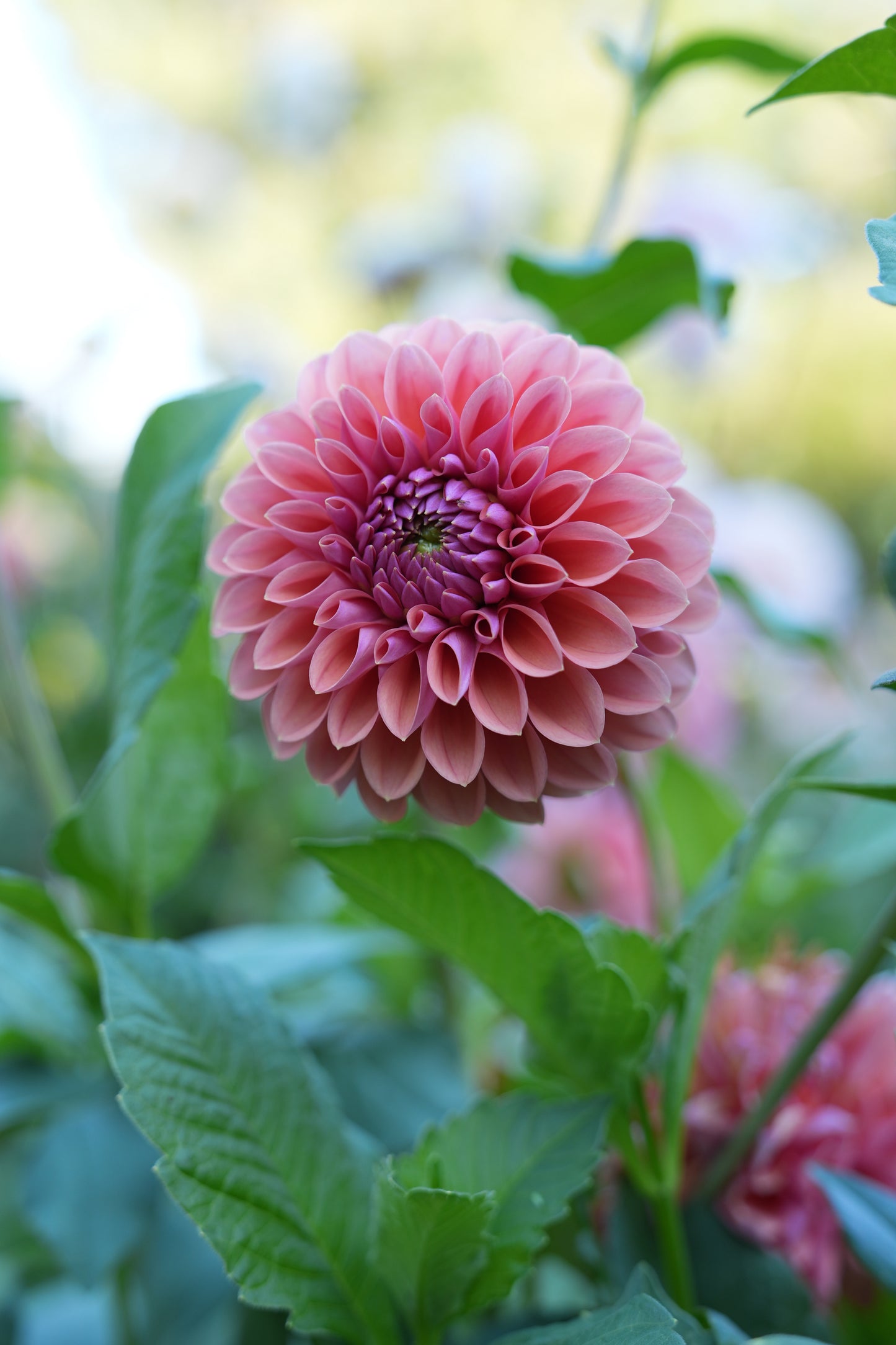 RM ILLUSION - NEW 2026!