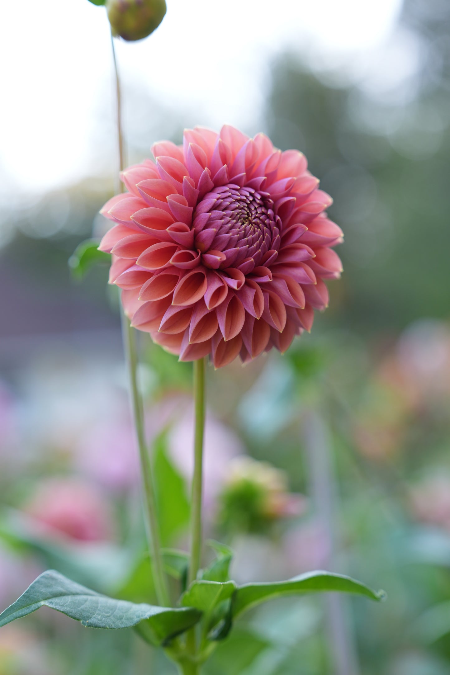 RM ILLUSION - NEW 2026!