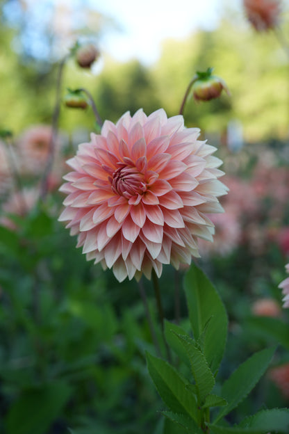 RM PEACH FLAIR