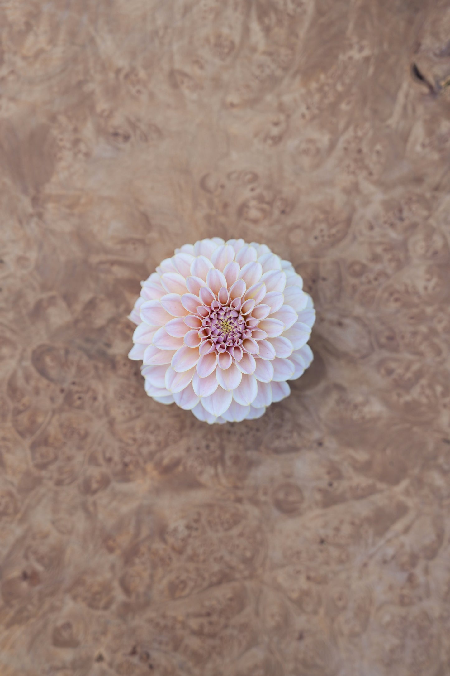 KA’S® CINDER ROSE