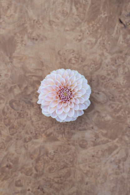 KA’S® CINDER ROSE