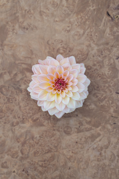 RM WARMTH - NEW 2026!