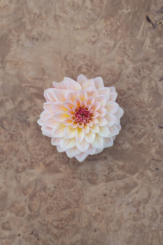 RM WARMTH - NEW 2026!