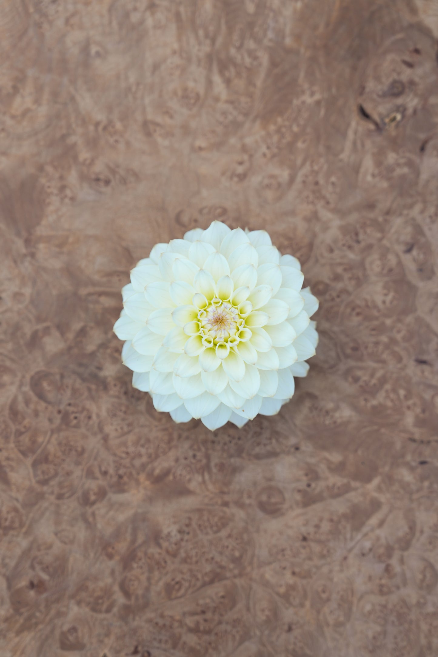 RM LEMON ICE - NEW 2026!