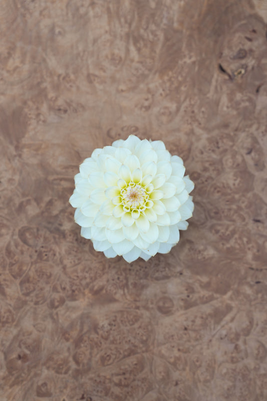 RM LEMON ICE - NEW 2026!