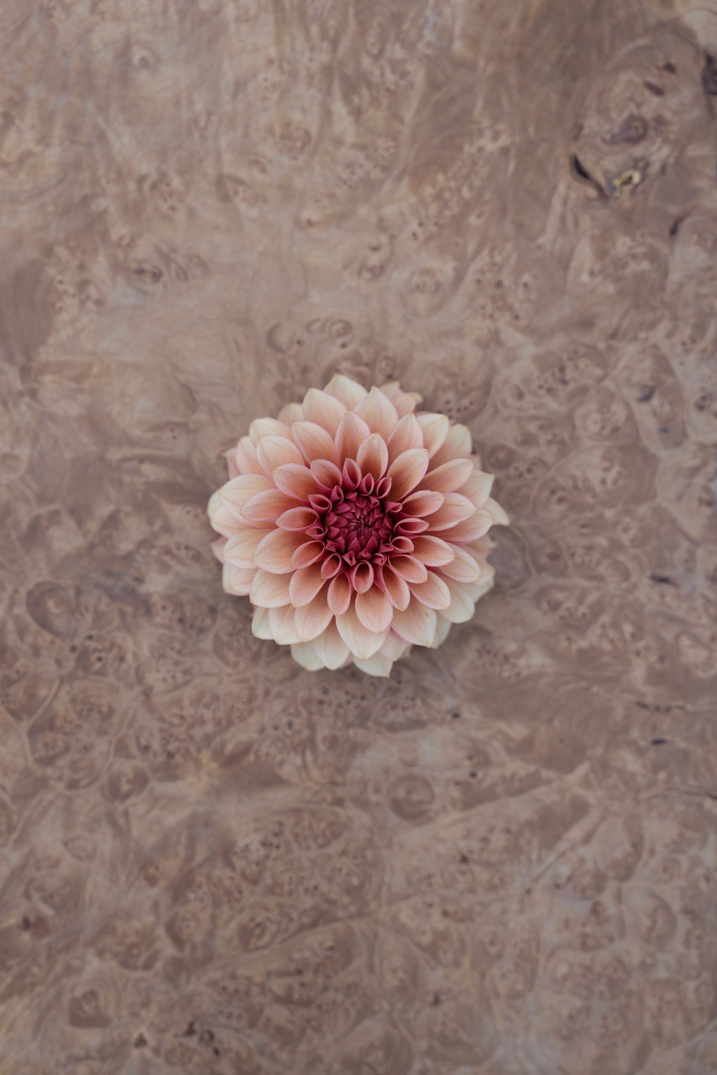 RM ROSE GOLD - NEW 2026!