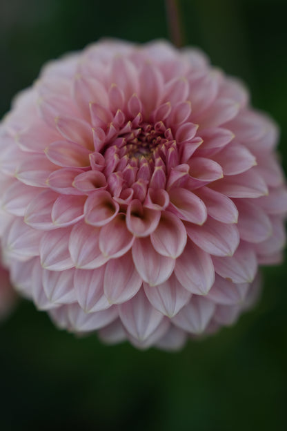 RM PIXIE DUST - NEW 2026! - LIMIT 1