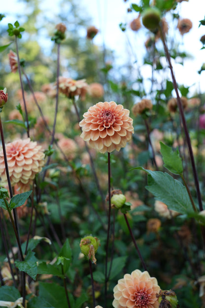 RM SUMMER SOLSTICE - NEW 2026!