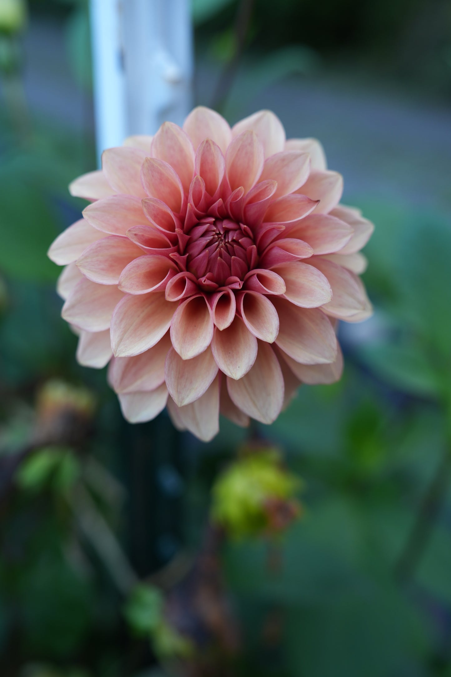 RM ROSE GOLD - NEW 2026!