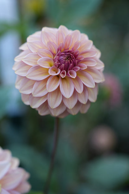 RM MIRAGE - NEW 2026!