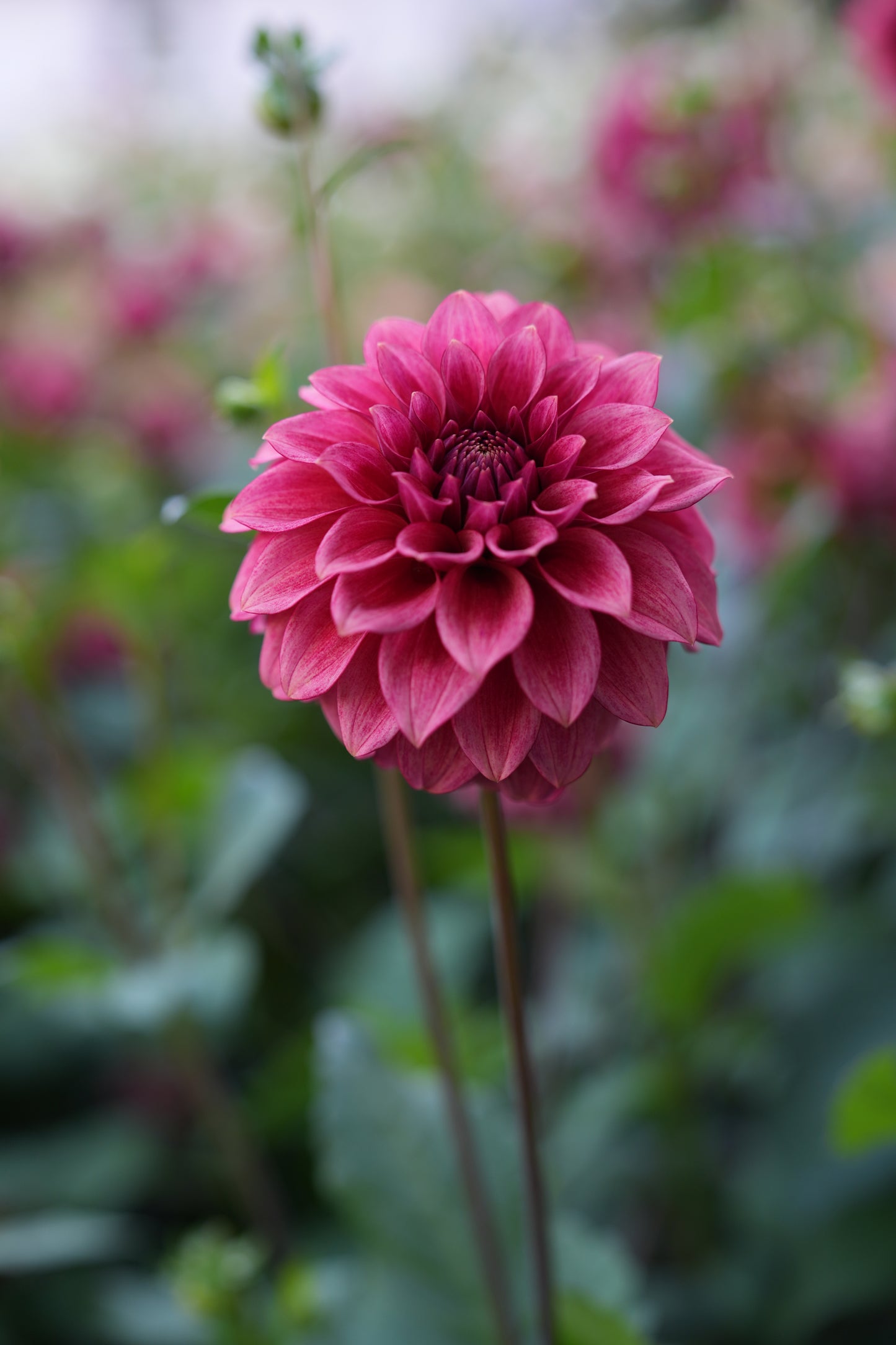 RM SMOKESHOW - NEW 2026!