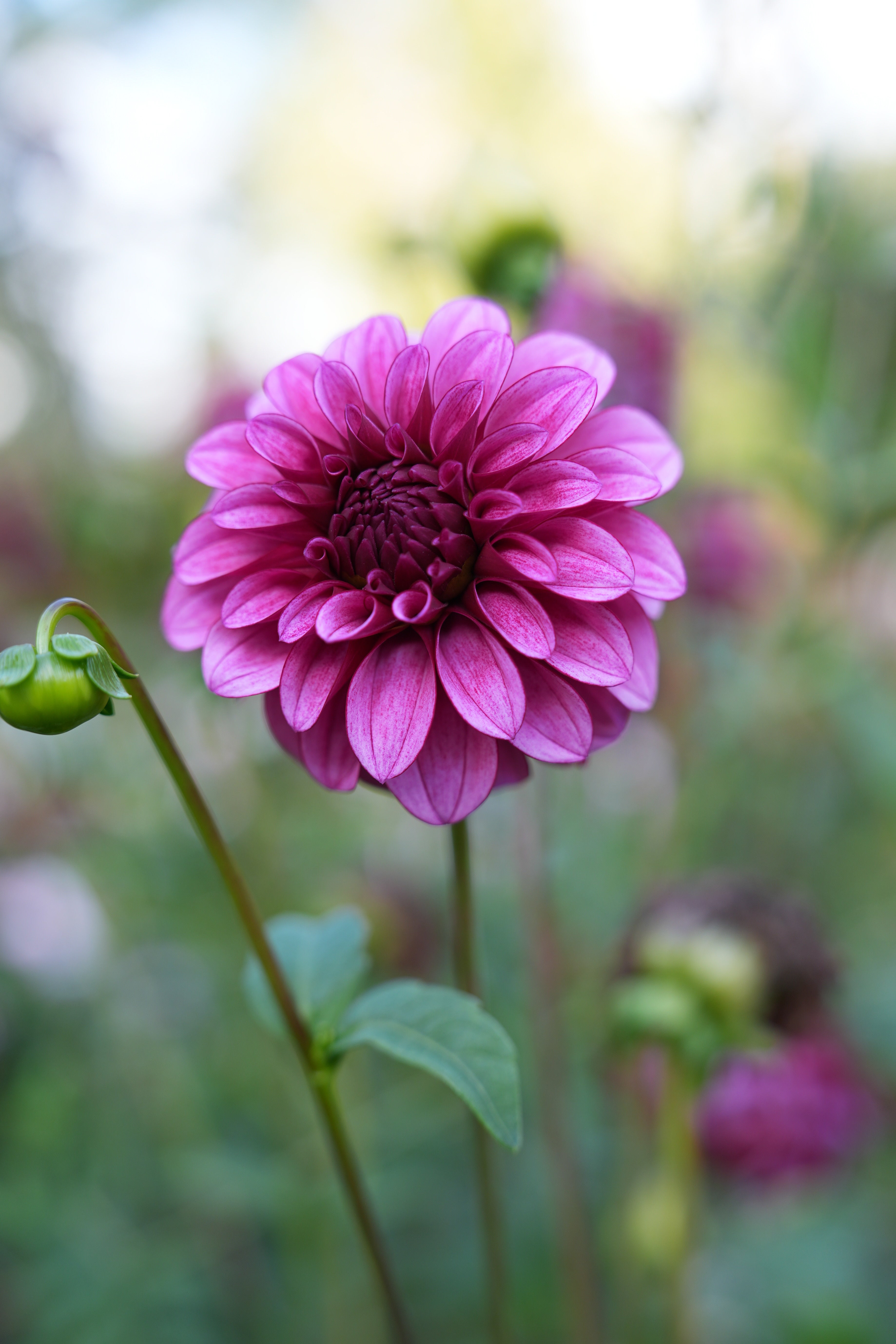 RM BERRY BLISS – River Merle Farm