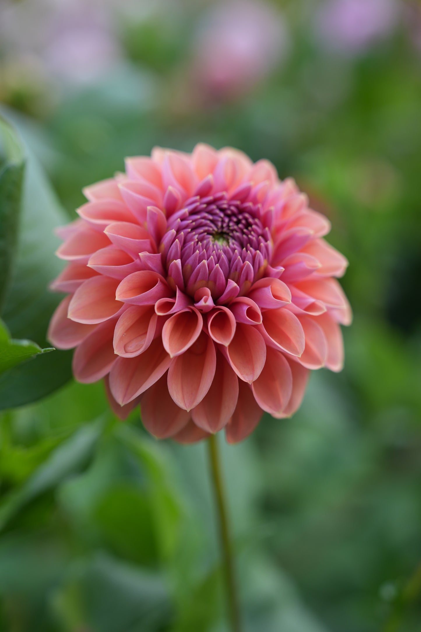 RM ILLUSION - NEW 2026!