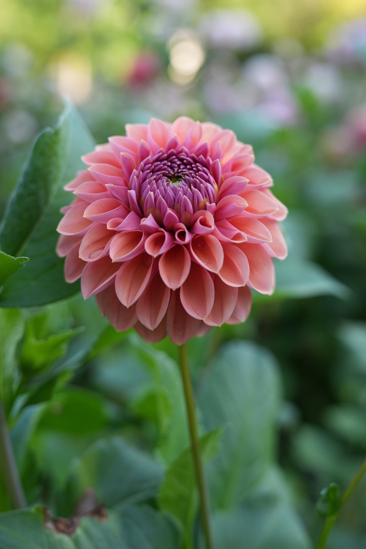 RM ILLUSION - NEW 2026!