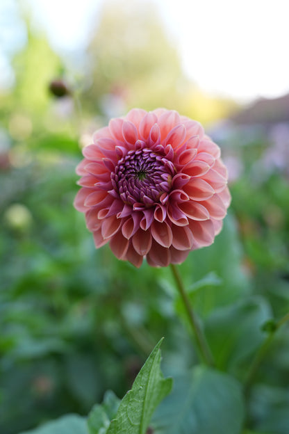 RM ILLUSION - NEW 2026!