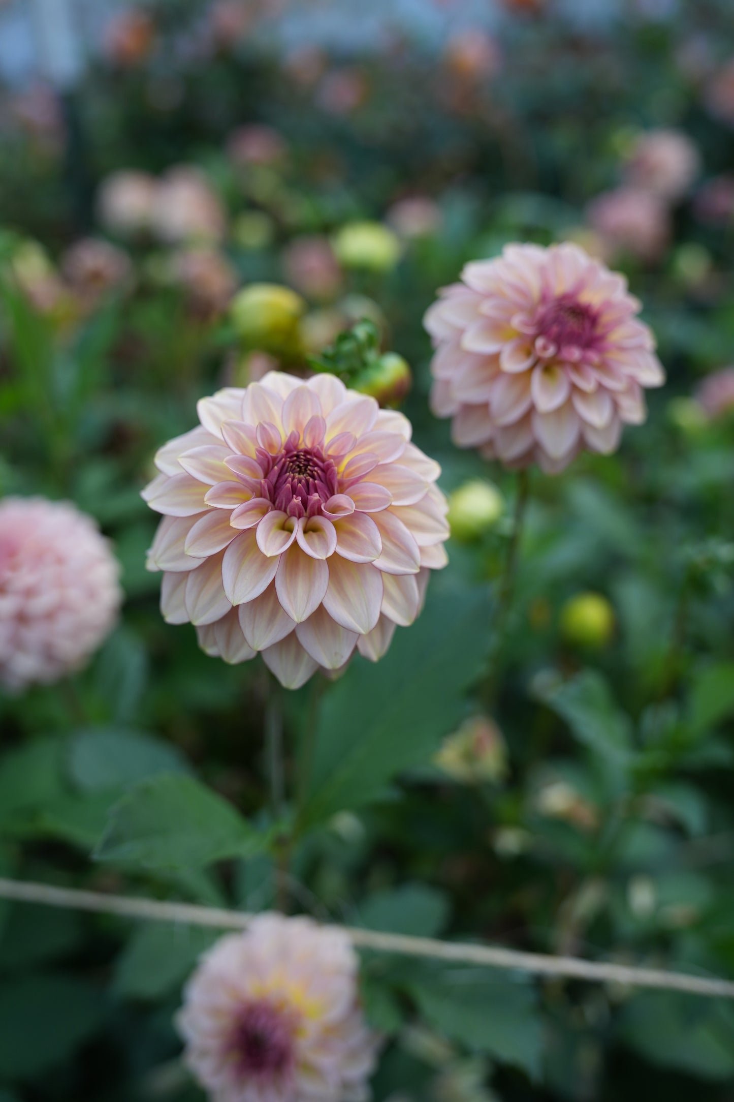 RM MIRAGE - NEW 2026!