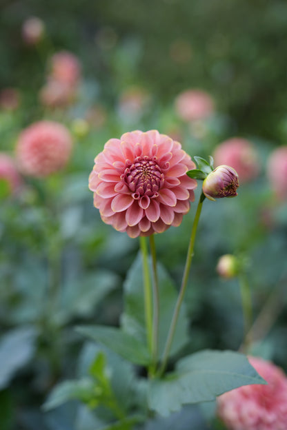 RM COPPER SHIMMER - NEW 2026!