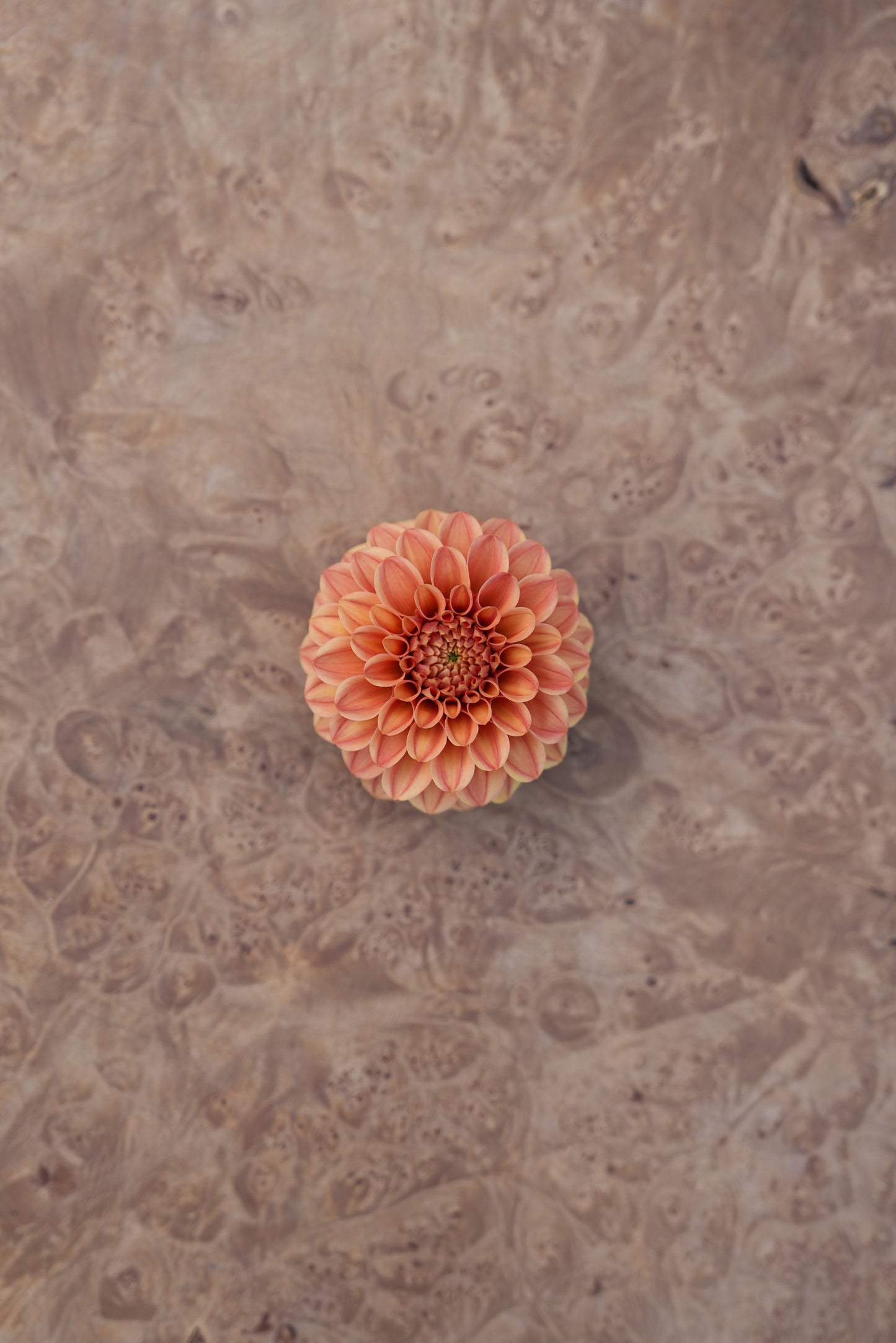 RM RIANN - NEW 2026! - LIMIT 1