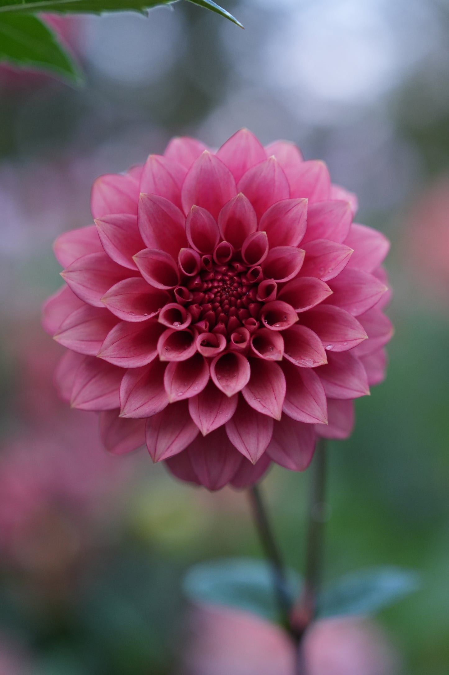 RM SMOKESHOW - NEW 2026!