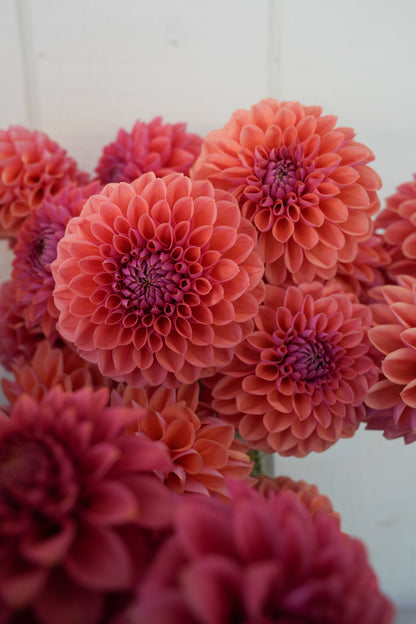 RM ILLUSION - NEW 2026!