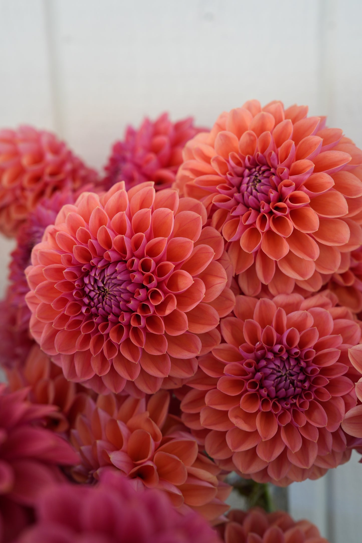 RM ILLUSION - NEW 2026!