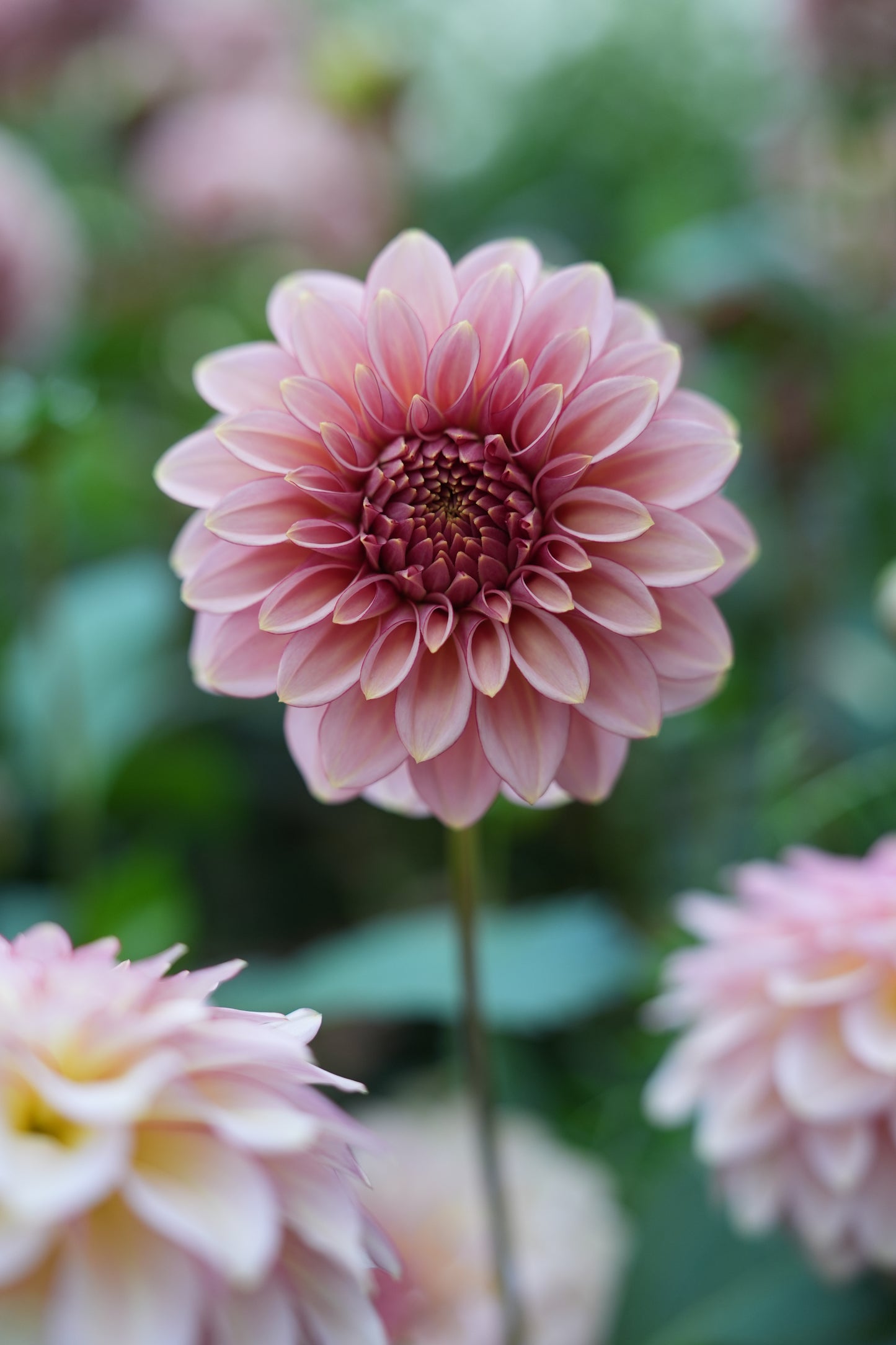 RM MIRAGE - NEW 2026!