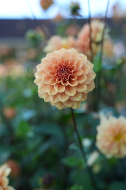 RM SUMMER SOLSTICE - NEW 2026!