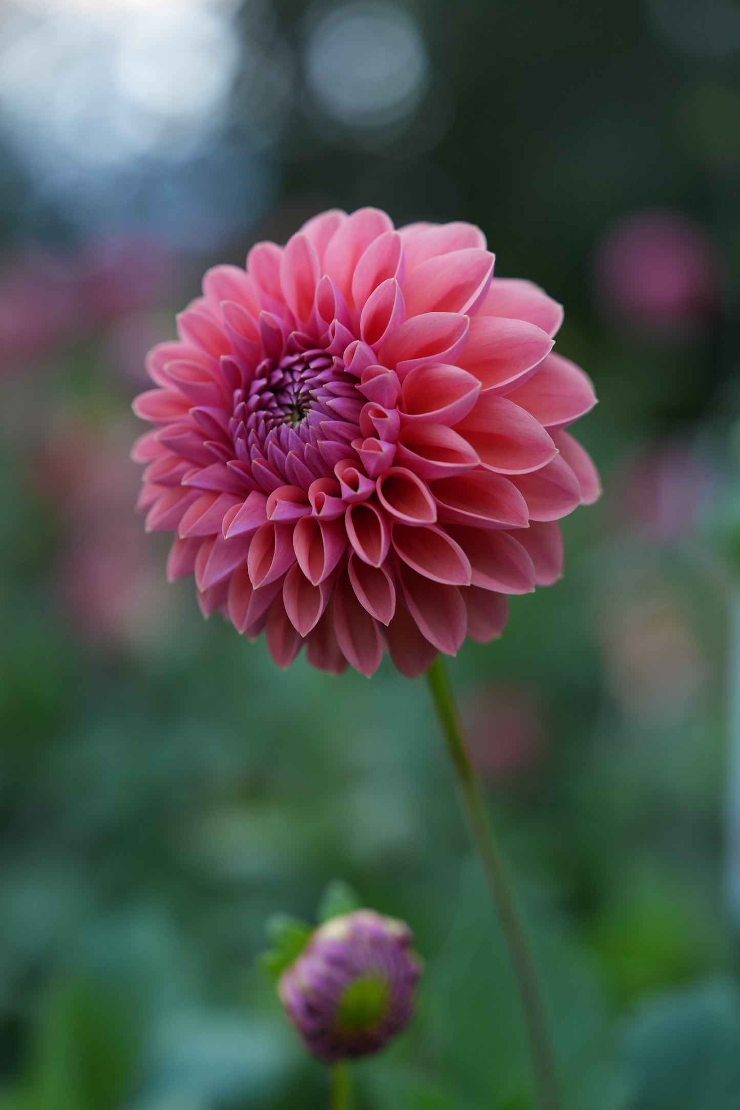 RM ILLUSION - NEW 2026!