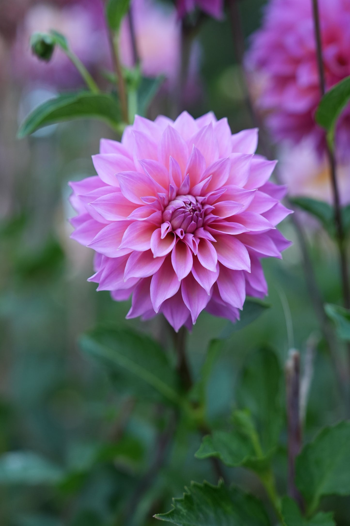 RM MERMAID - NEW 2026!