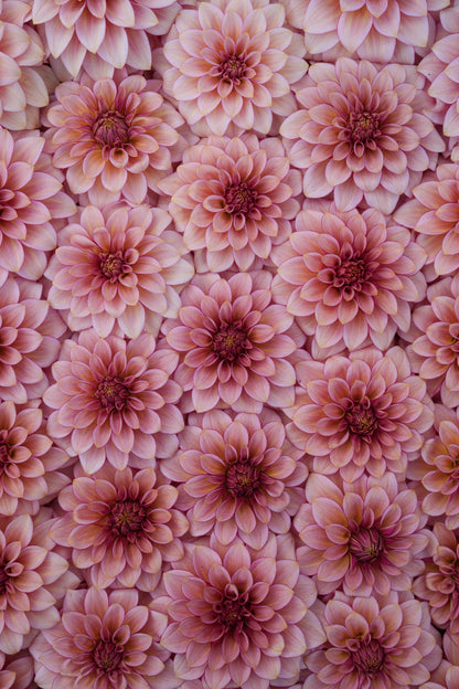 RM RASPBERRY TWINKLE