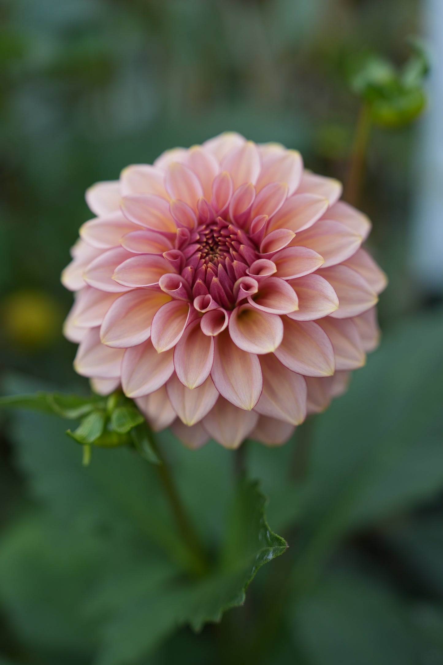 RM MIRAGE - NEW 2026!