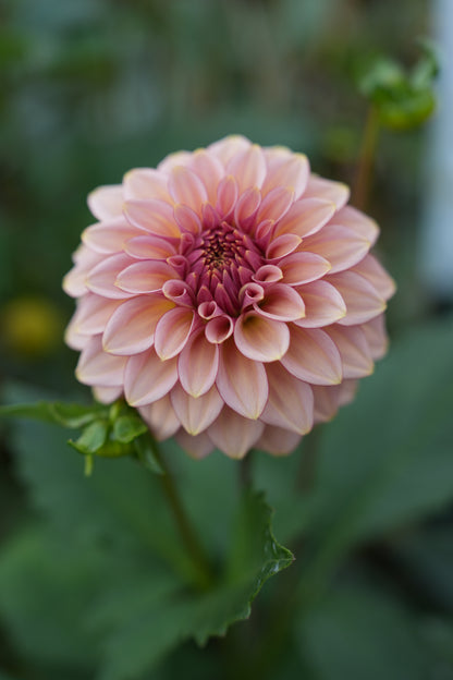 RM MIRAGE - NEW 2026!