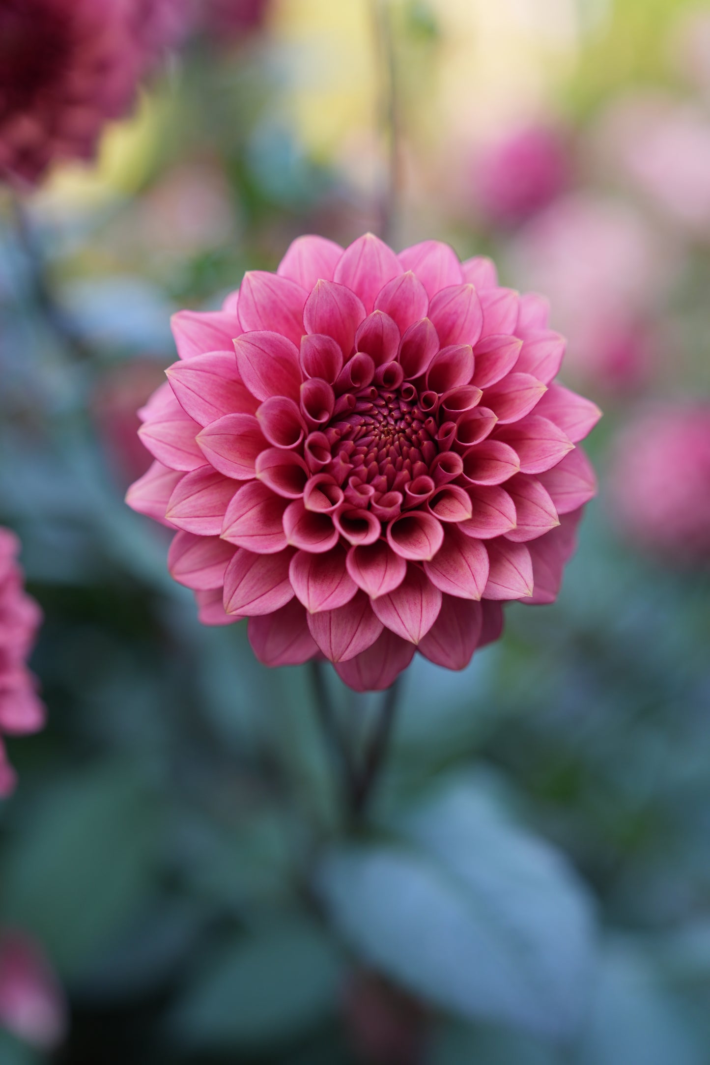 RM SMOKESHOW - NEW 2026!